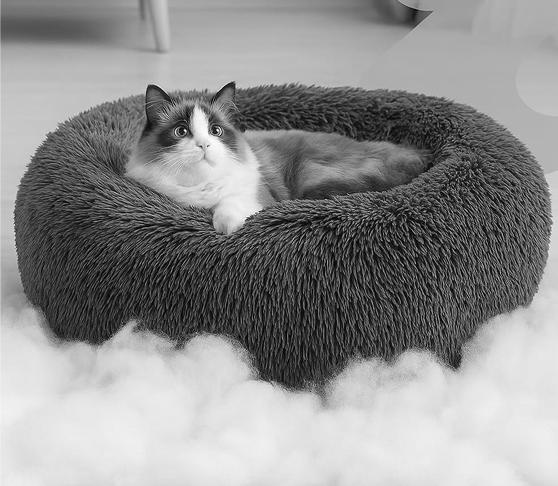 Pet Accessories